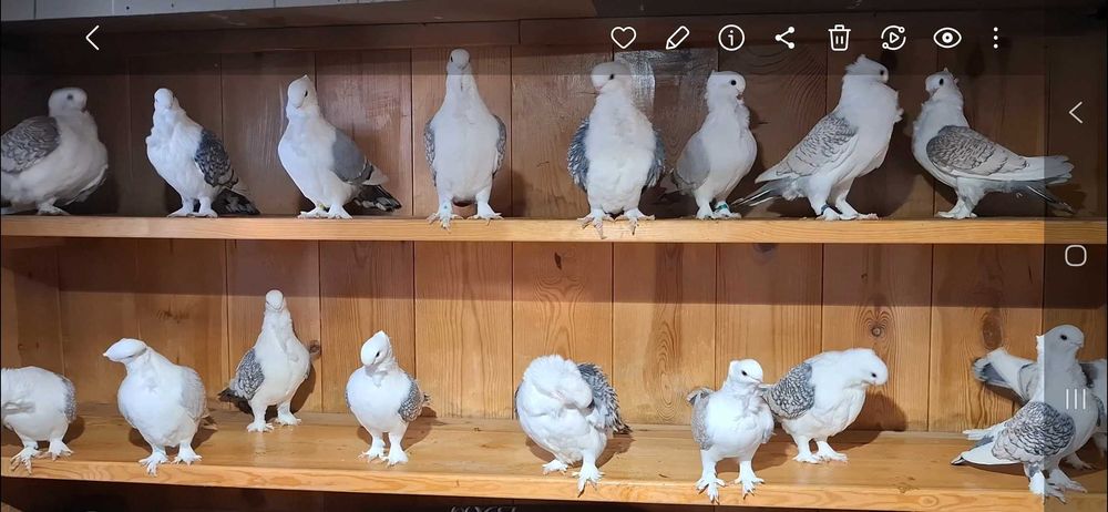 Gołębie ozdobne mewki orientalne