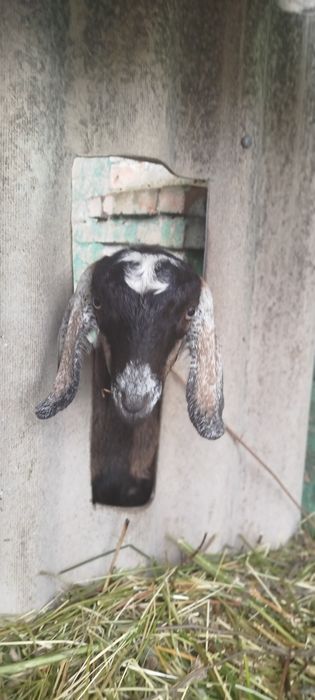 Козенята  Англонубійці (АН) %