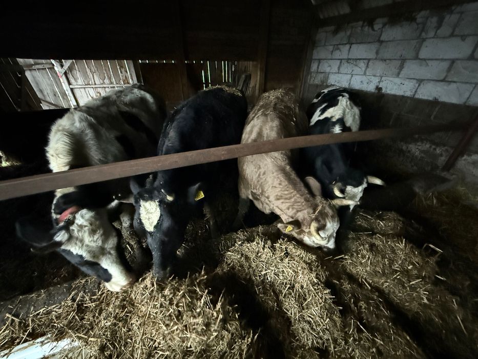 Jałówki wysokocielne termin grudzień/styczeń likwidacja