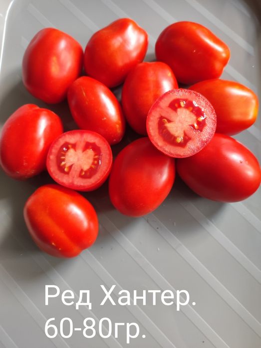 Насіння помідорів