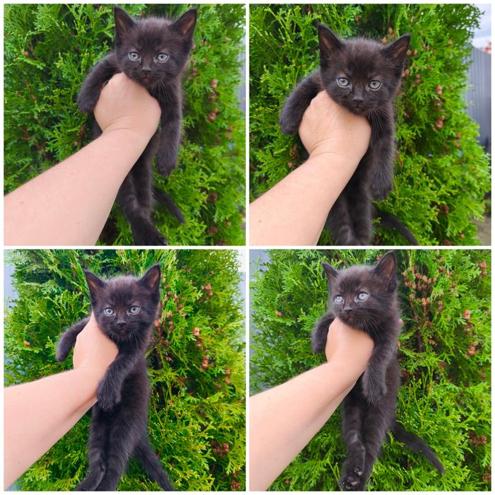 Котенок чёрный мальчик полтора месяца кошеня