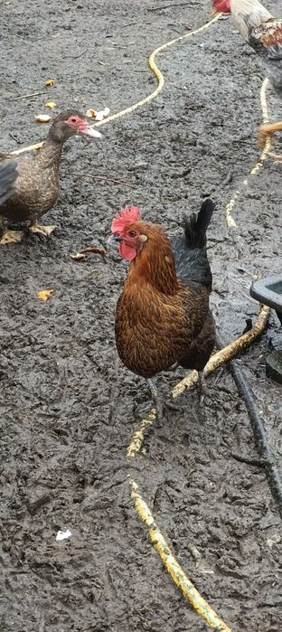 Galinhas Poedeiras e Galo