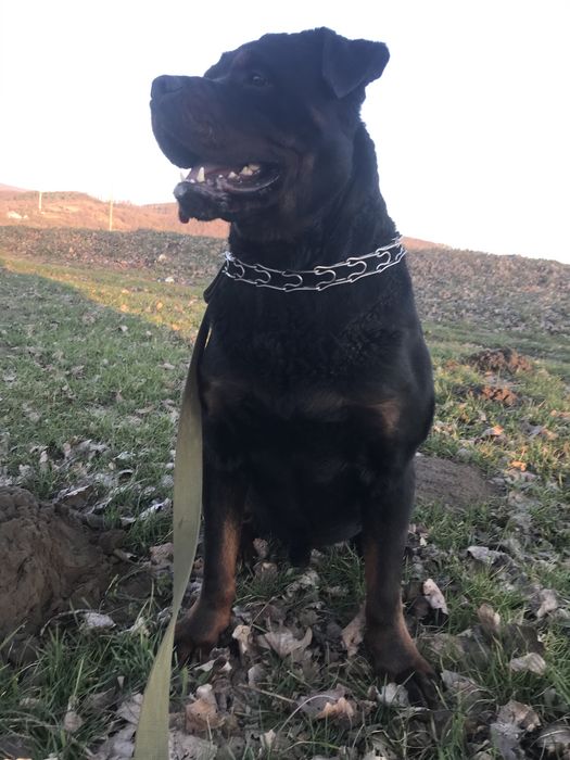 Кобель Ротвейлера для "Вязки"