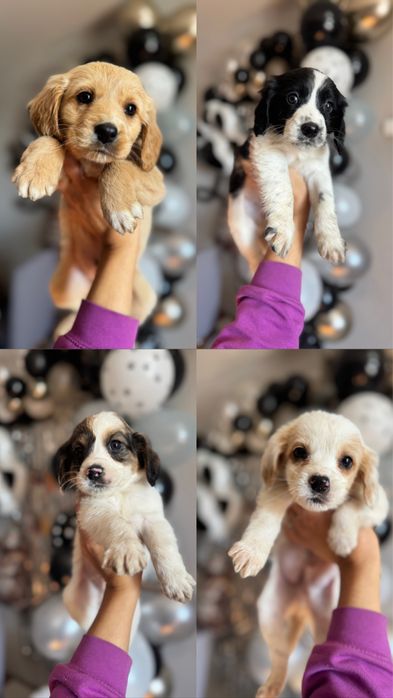 Щенята спанієля, щенки спаниеля