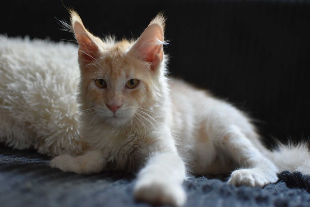 REZERWACJA/Gotowy do Odbioru/Kocurek Maine Coon/Rodowód FPL