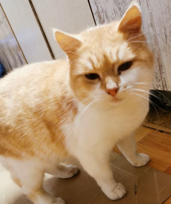 Котики   1,5 роки