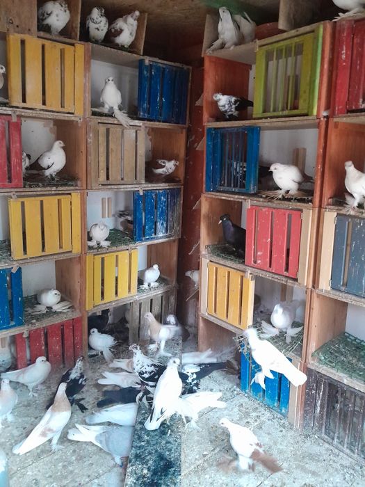 Sprzedam widyny, winery i blauwindry