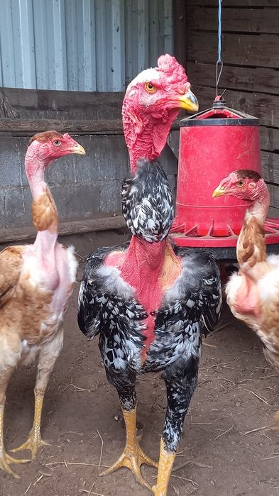 Indio gigante/polaco gigante