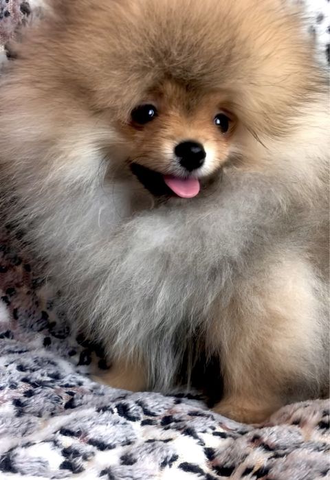 Міні померанський шпіц.