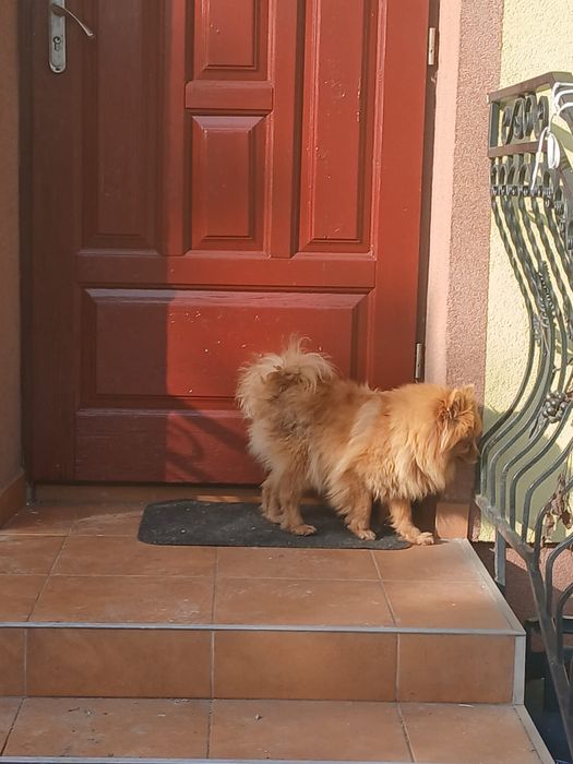 Szpic Niemiecki śliczna suczka