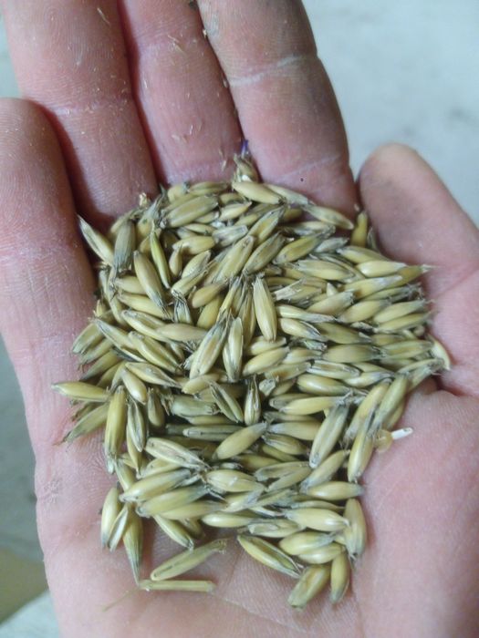 Owies ekologiczny certyfikat jako pellet