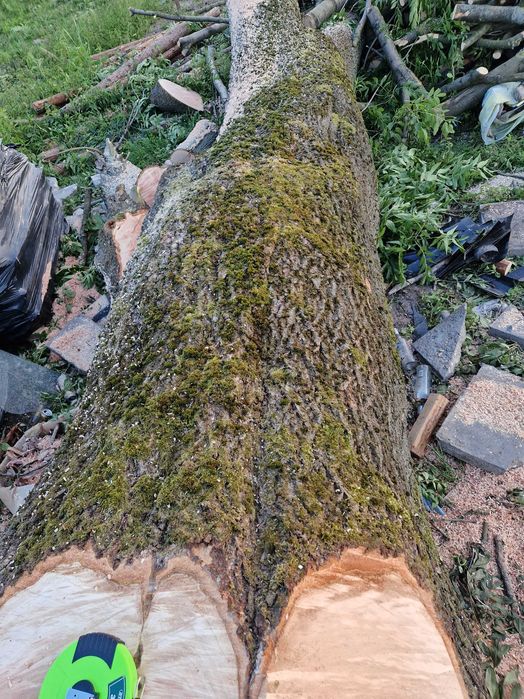 Kłoda Jesion  drzewo duże deski