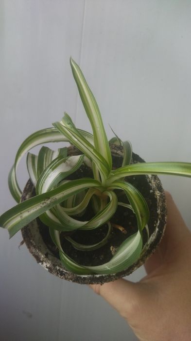 Рослина кімнатна