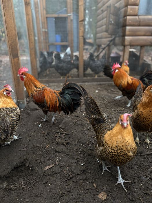 Brakla Złota - jaja lęgowe