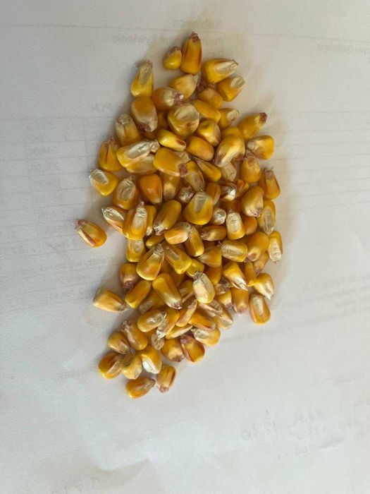 kukurydza naturalnie suszona