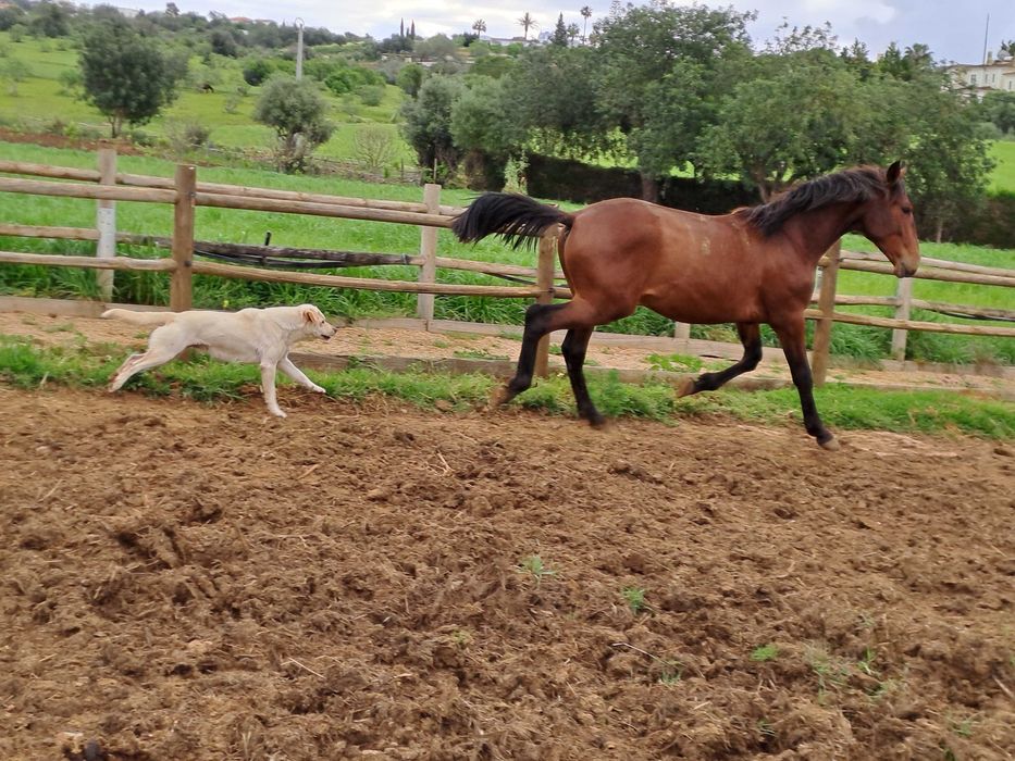 Poldro lusitano para vende