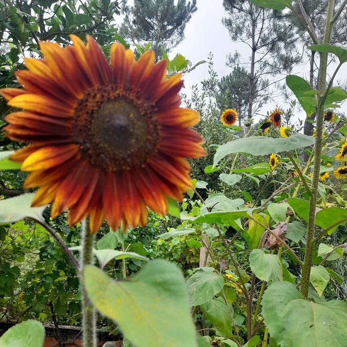 Cogumelos silvestres, Legumes, frutas, etc..tudo bio...