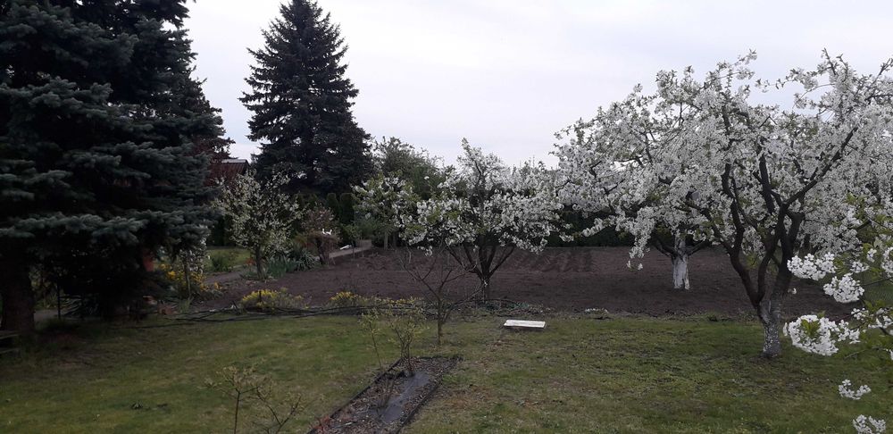 Działka ogrodowa ROD