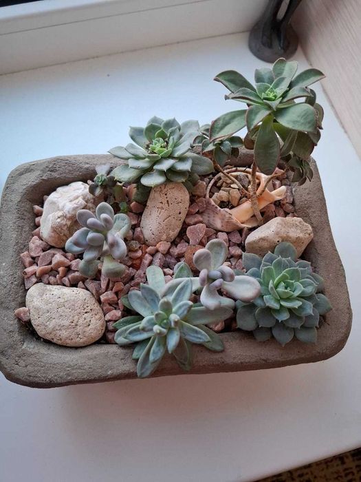 Кактуси і сукуленти