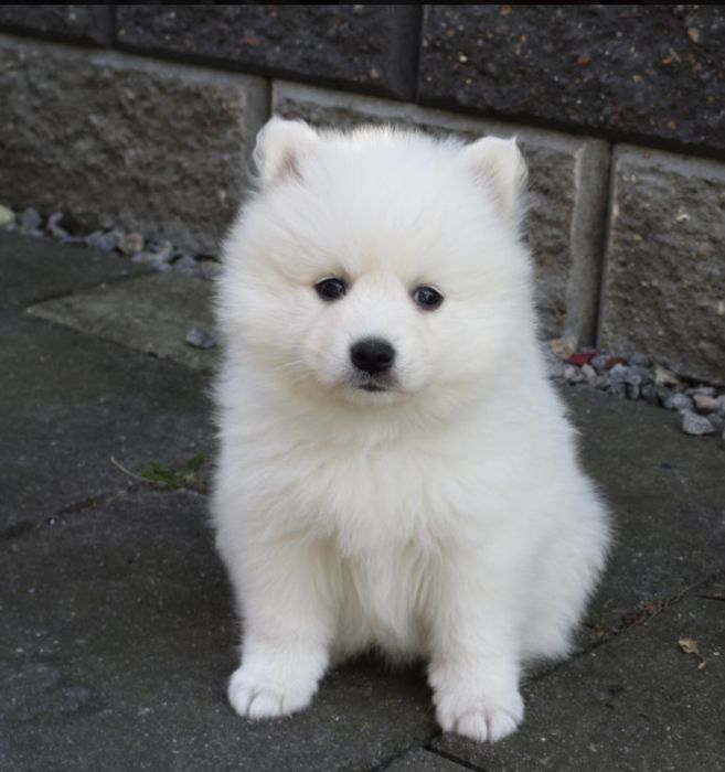 мініатюрний японський шпіц Подарунок до дня Святого Валентина