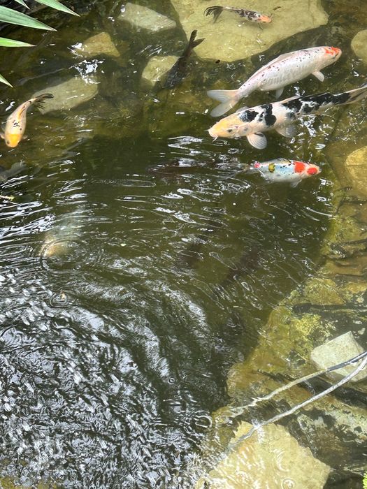 Рибки Кої, карп Кои