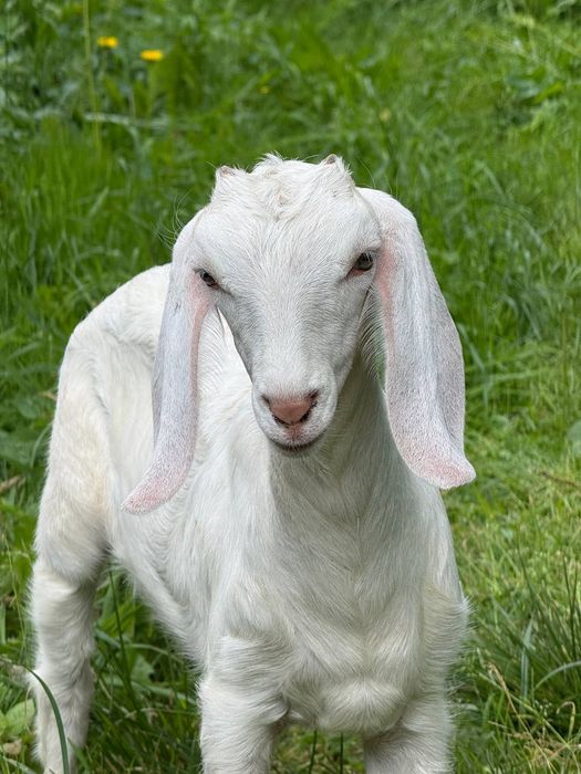 Козенята англо-нубійські