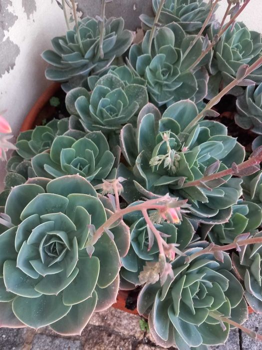 Lote de cinco rosetas grandes de suculenta