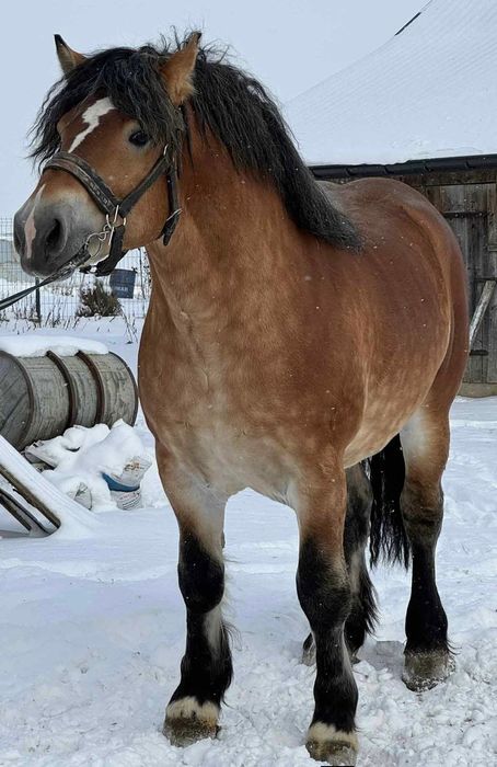 Ogier zimnokrwisty z licencją 3l