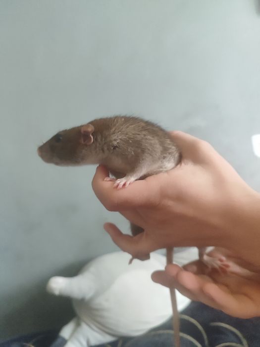 Пацюки Дамбо, милі пацючки