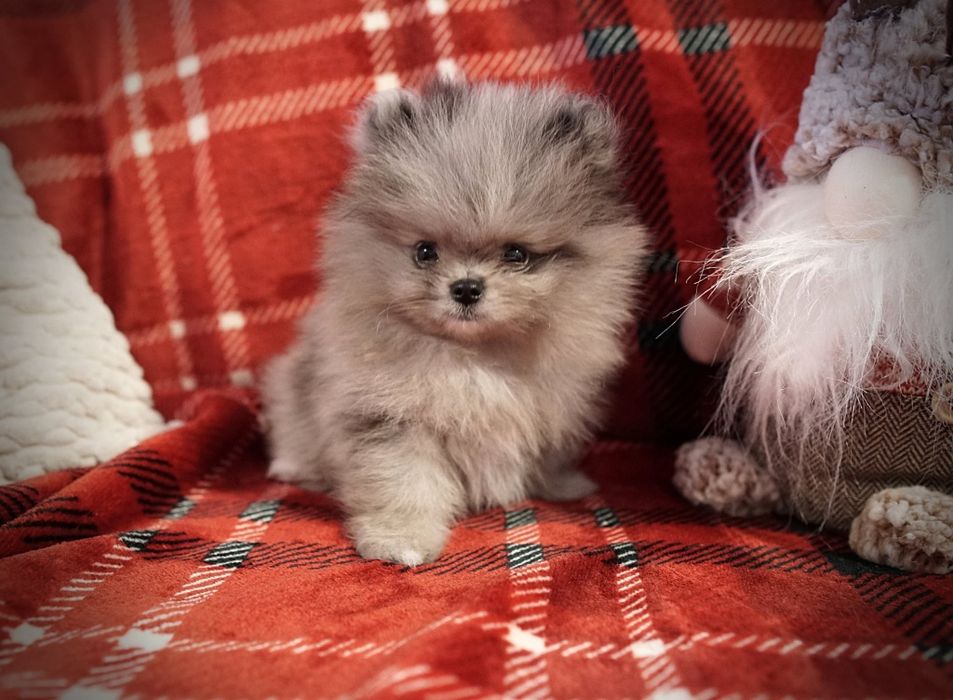 Szpic miniaturowy pomeranian piesek blue merle gotowy do odbioru