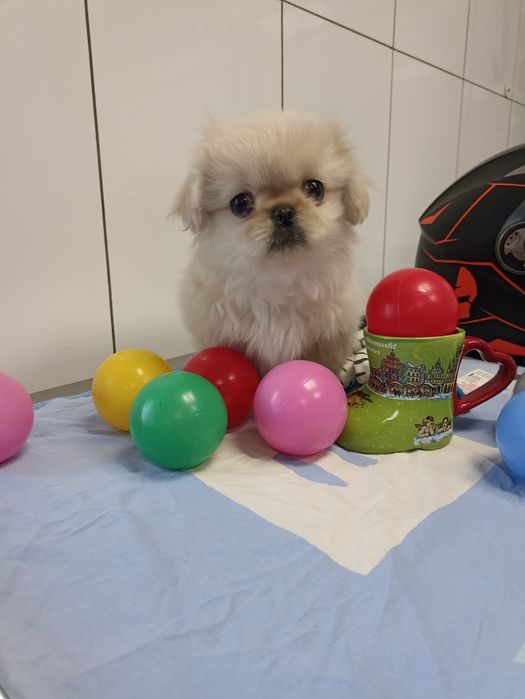 Дівчинка 2 місяця пекінес