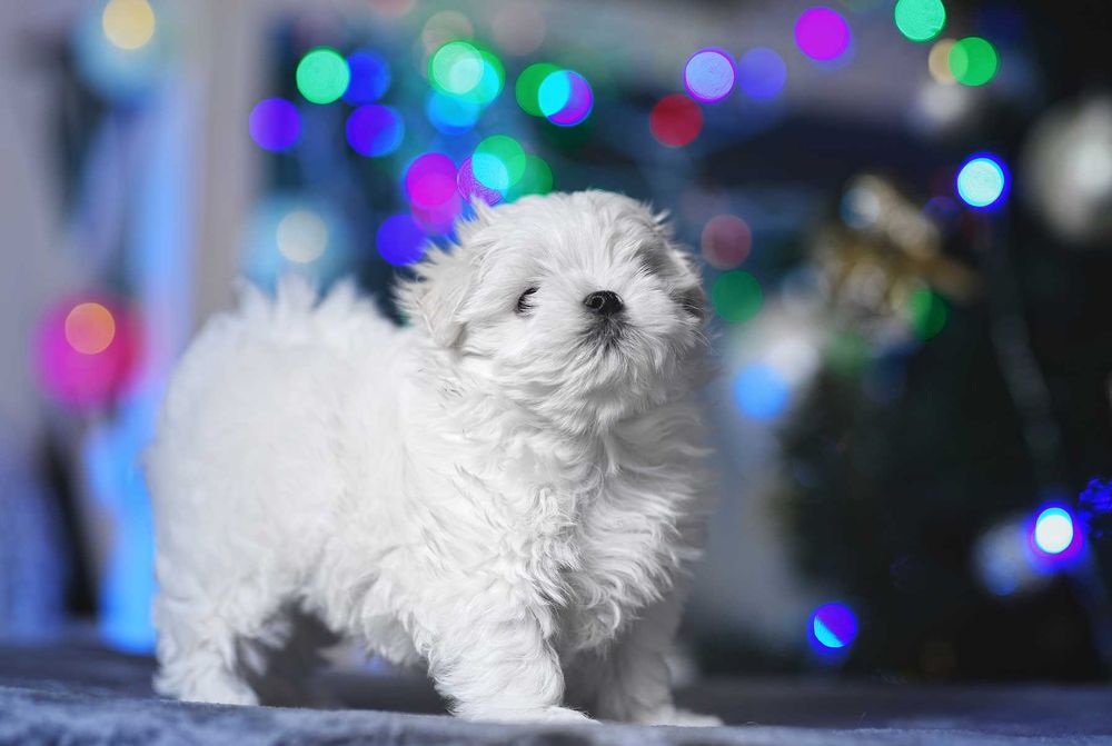 Мальтезе. Мальтійський хлопчик-красунчик: 37 500 грн. - Собаки Калуш на Olx