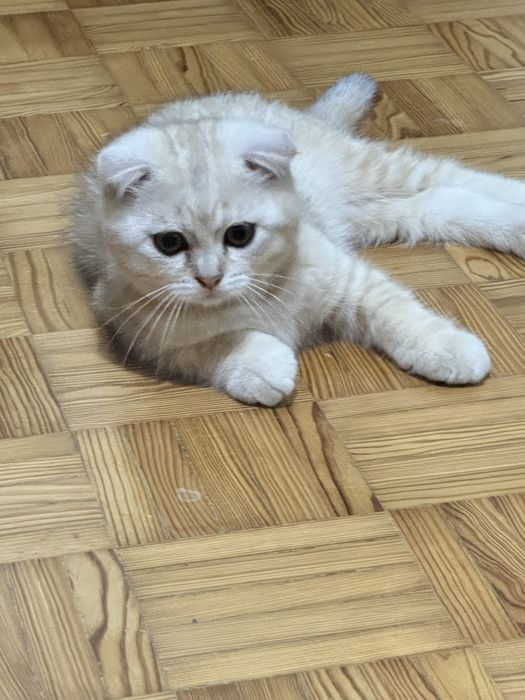 Macho scottish fold creme