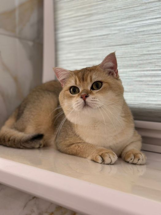 Британські кошенята
