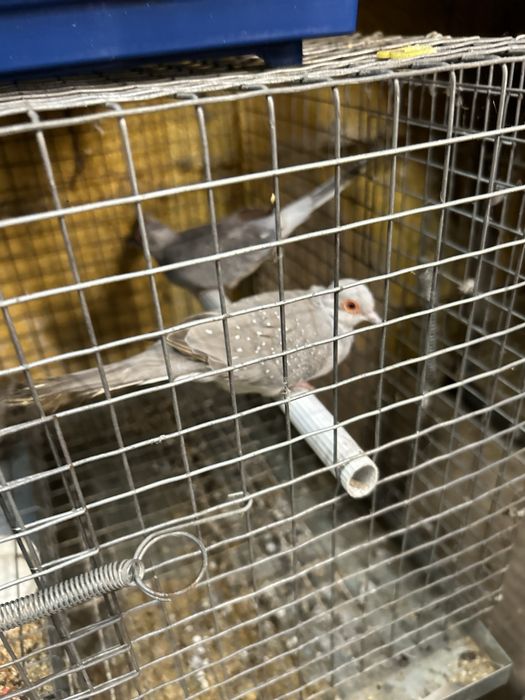 Casal de rolas diamante