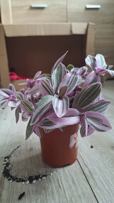 Fioletowa trzykrotka