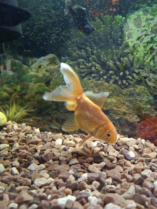 Золотая рыбка вуалехвост