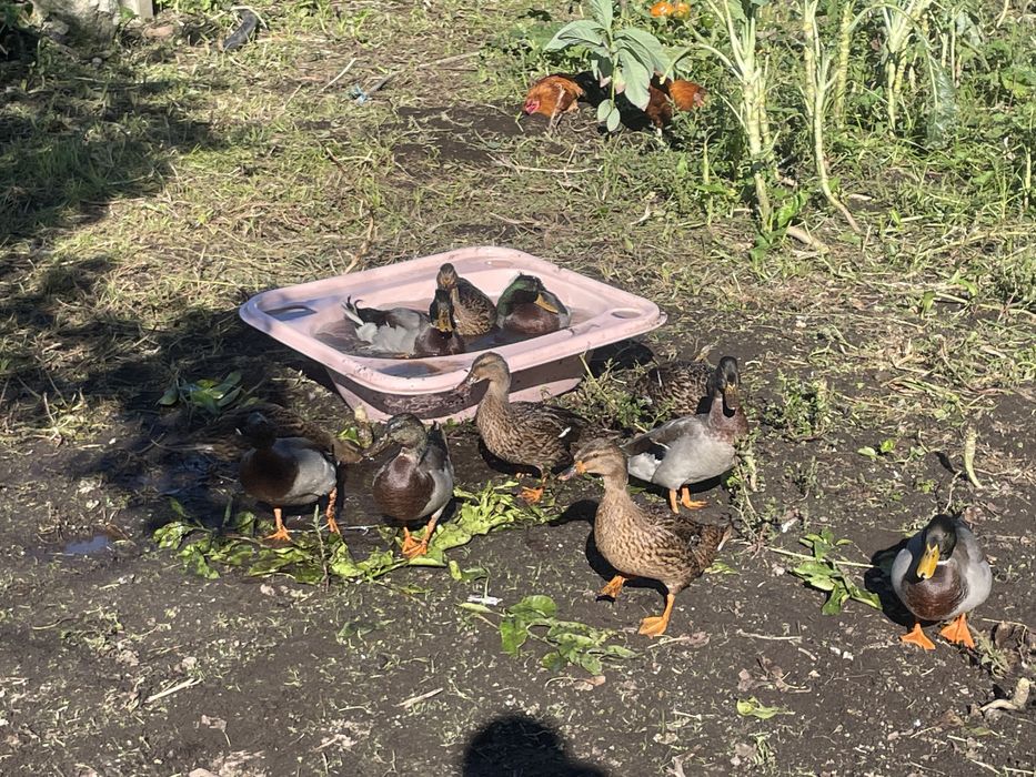 Patos real ou pato bravo