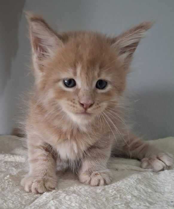 Rudy kocurek Maine Coon