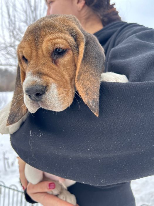 Бігль, хлопчик 2,5 місяці, готовий до переїзду