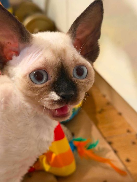 Kocurek Point Devon Rex