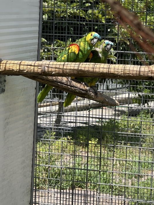 Papagaio aestiva para acabar criar à mao