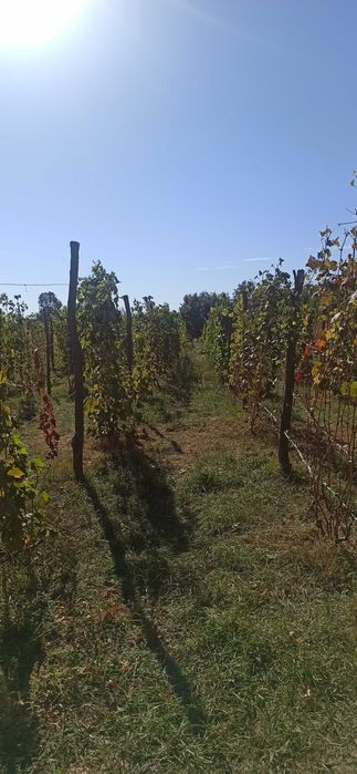 Чубуки винограда