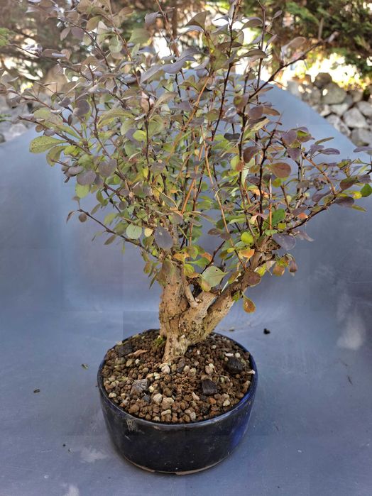 Bonsai Berberis Thunbergii