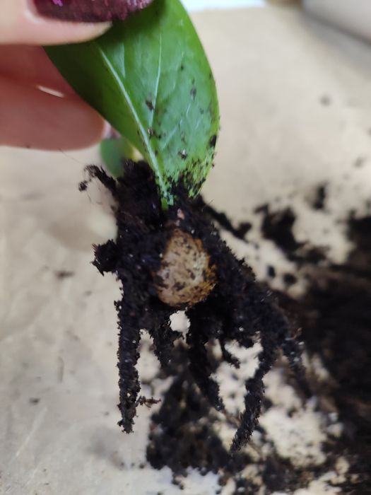 Заміокулькас чорний равен, лавровий лист, каламондин ,манго