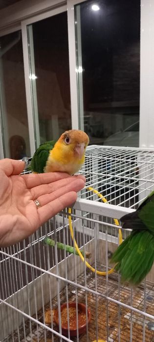 Marianinhas cabeça canela criadas à mão já xexadas.