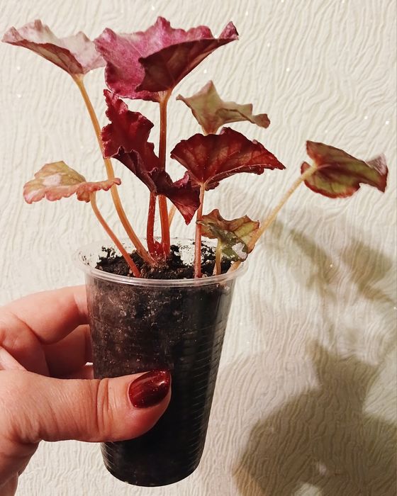 Бегонія декоративно-листяна