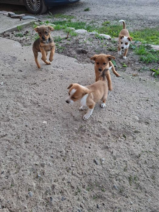 Oddam psiaki w dobre ręce