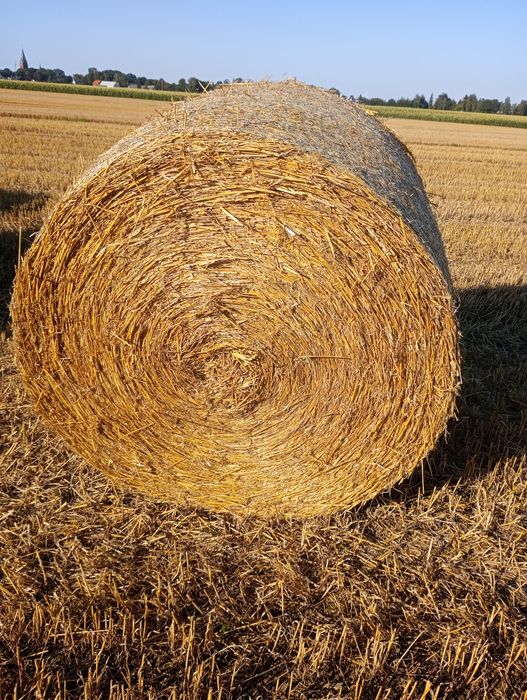 Słoma pszenna balot 160x120 340kg. Tani transport