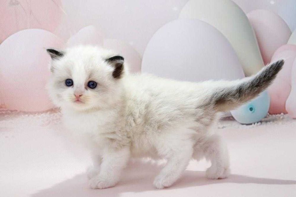 Чарівний блакитноокий котик чарівної породи -Ragdoll